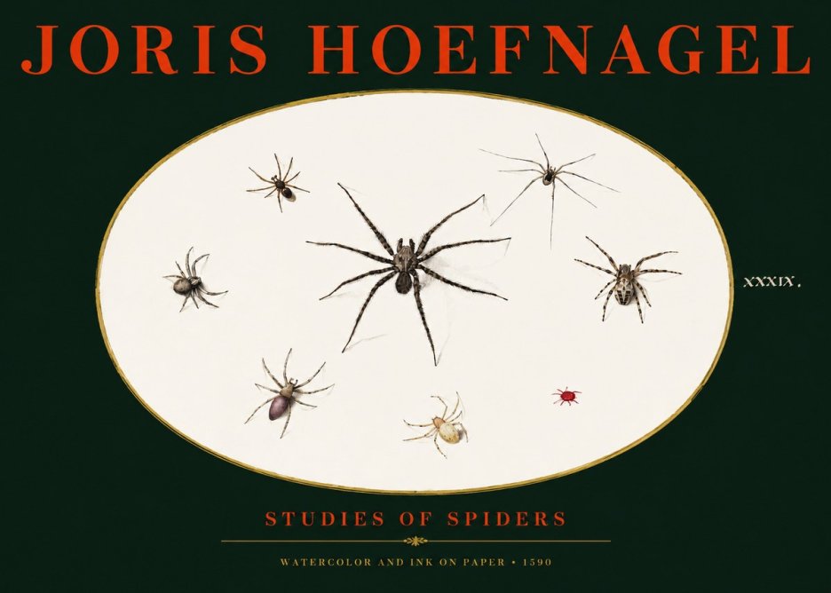 Joris Hoefnagel Studies of Spiders II No3 - Póster