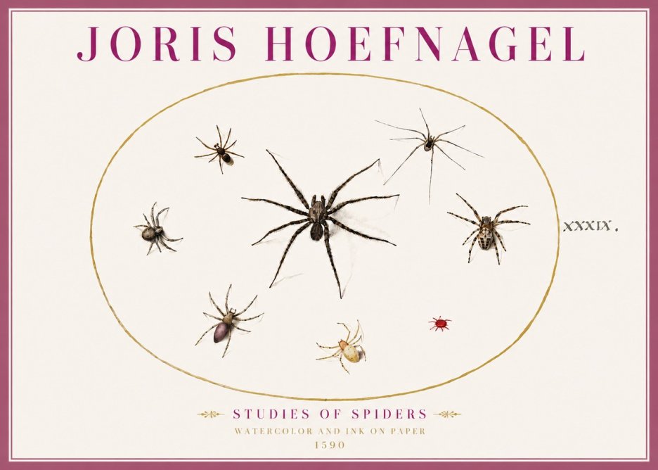 Joris Hoefnagel Studies of Spiders II No4 - Póster