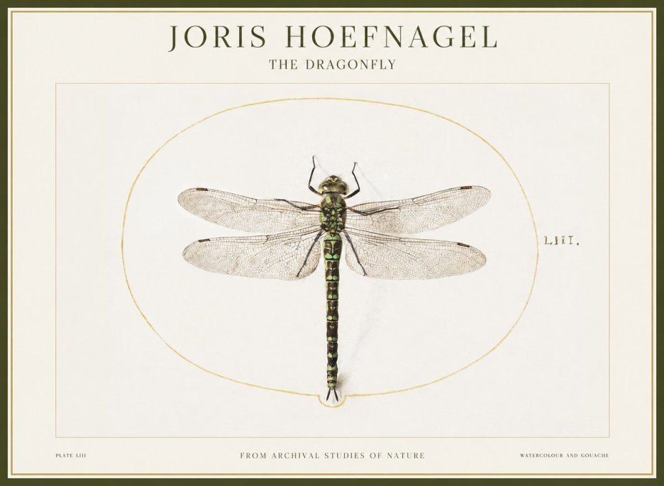 Joris Hoefnagel The Dragonfly No1 - Póster