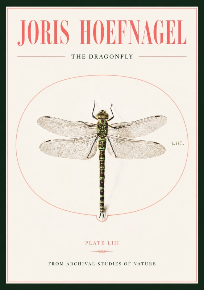 Joris Hoefnagel The Dragonfly No2 - Póster