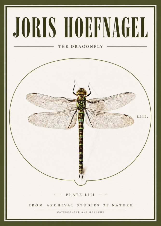 Joris Hoefnagel The Dragonfly No3 - Póster