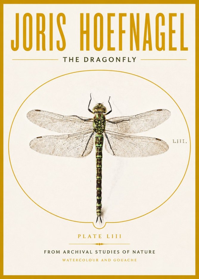 Joris Hoefnagel The Dragonfly No4 - Póster