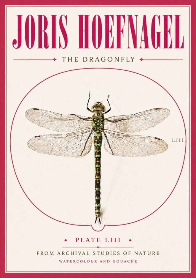 Joris Hoefnagel The Dragonfly No5 - Póster