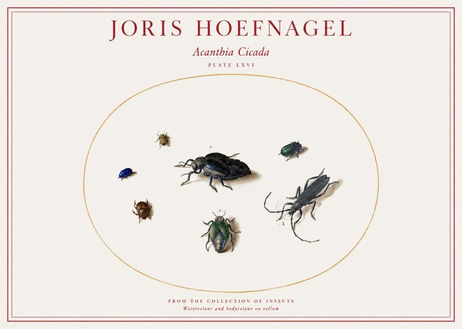 Joris Hoefnagel Acanthia Cicada No1 - Póster