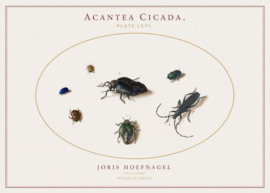 Joris Hoefnagel Acanthia Cicada No3 - Póster