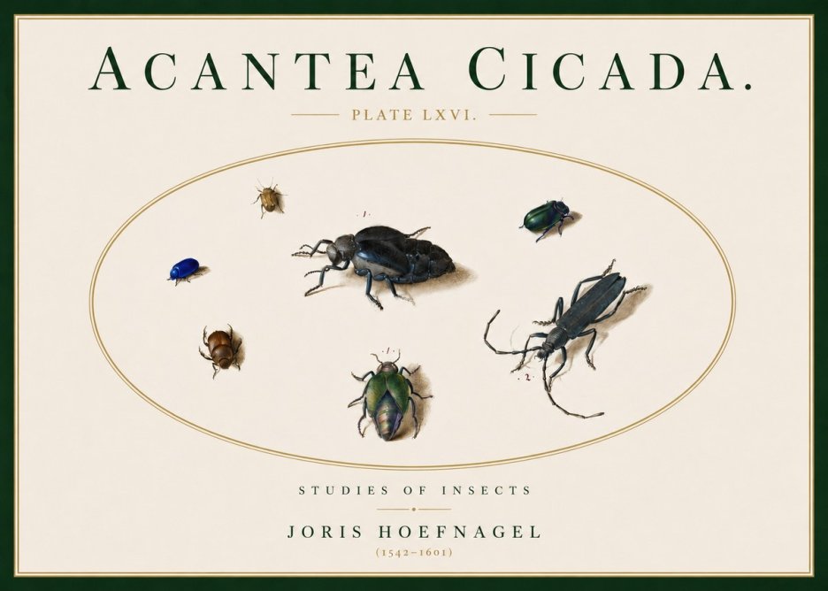 Joris Hoefnagel Acanthia Cicada No5 - Póster