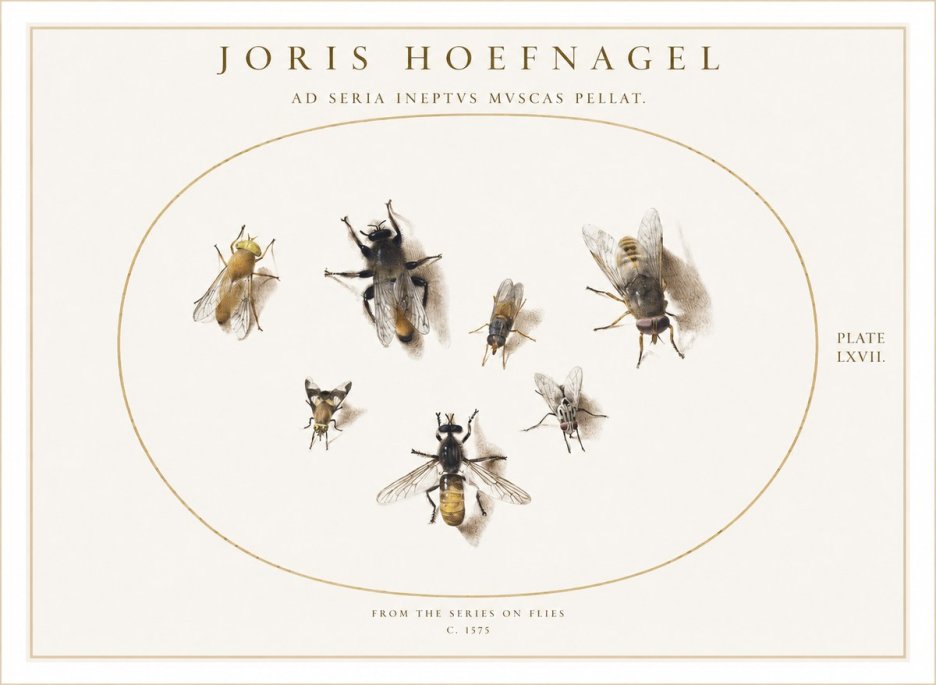 Joris Hoefnagel From the Series on Flies - Plate Lxvii. No1 - Póster