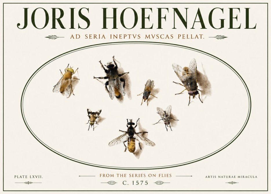 Joris Hoefnagel From the Series on Flies - Plate Lxvii. No6 - Póster