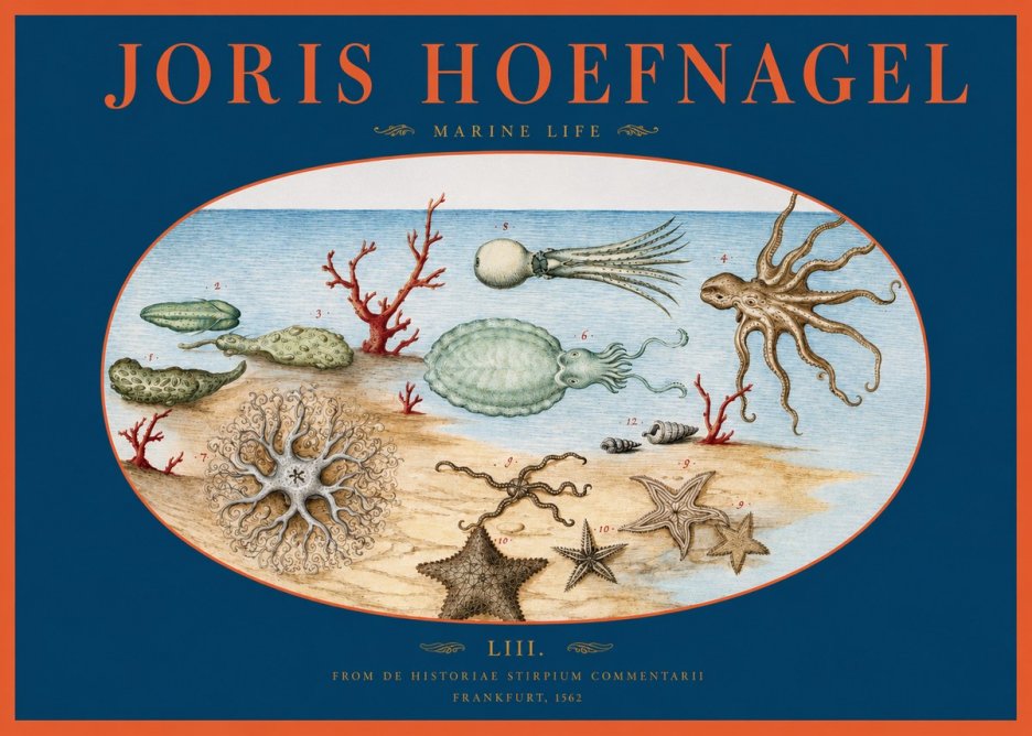 Joris Hoefnagel Marine Life No2 - Póster