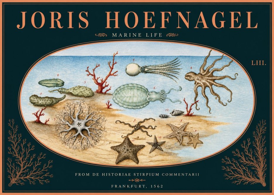 Joris Hoefnagel Marine Life No5 - Póster