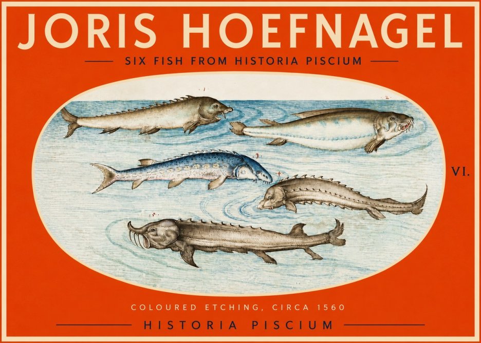 Joris Hoefnagel Fishes of Northern Waters No3 - Póster