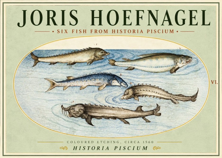 Joris Hoefnagel Fishes of Northern Waters No5 - Póster
