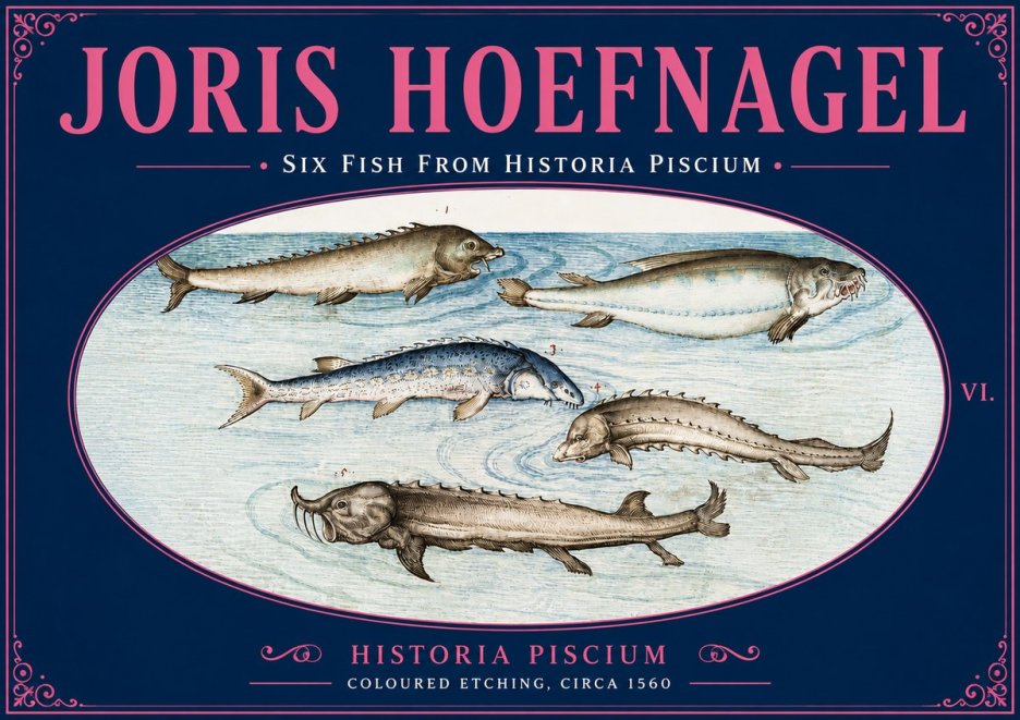 Joris Hoefnagel Fishes of Northern Waters No6 - Póster