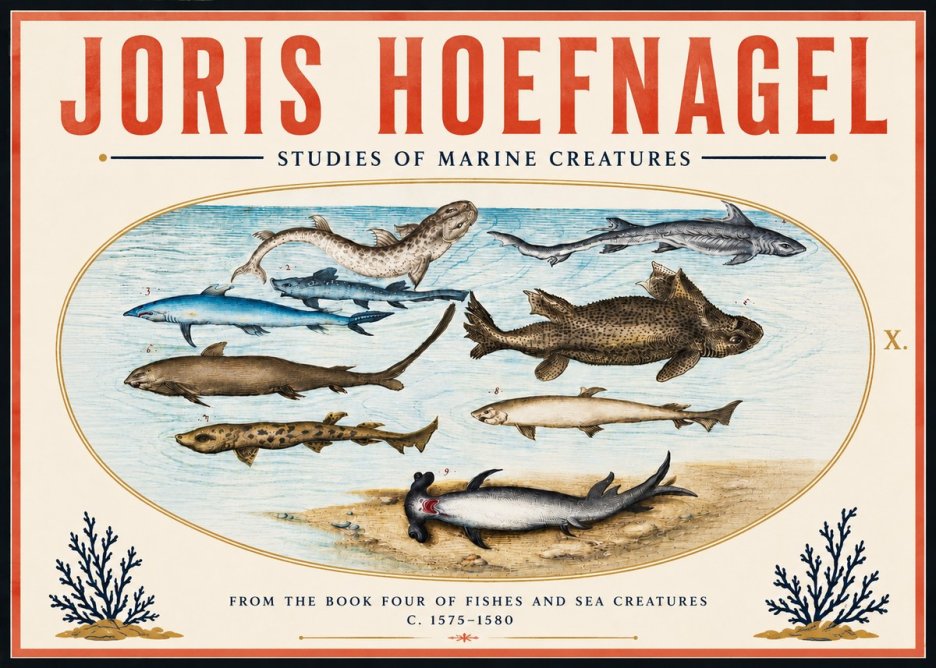 Joris Hoefnagel Studies of Marine Creatures No6 - Póster