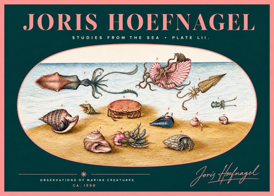Joris Hoefnagel Marine Creatures - Plate Lii No2 - Póster