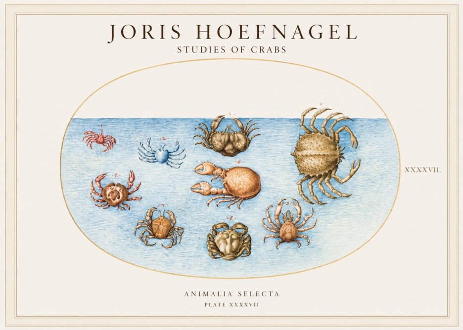 Joris Hoefnagel Studies of Crabs No1 - Póster