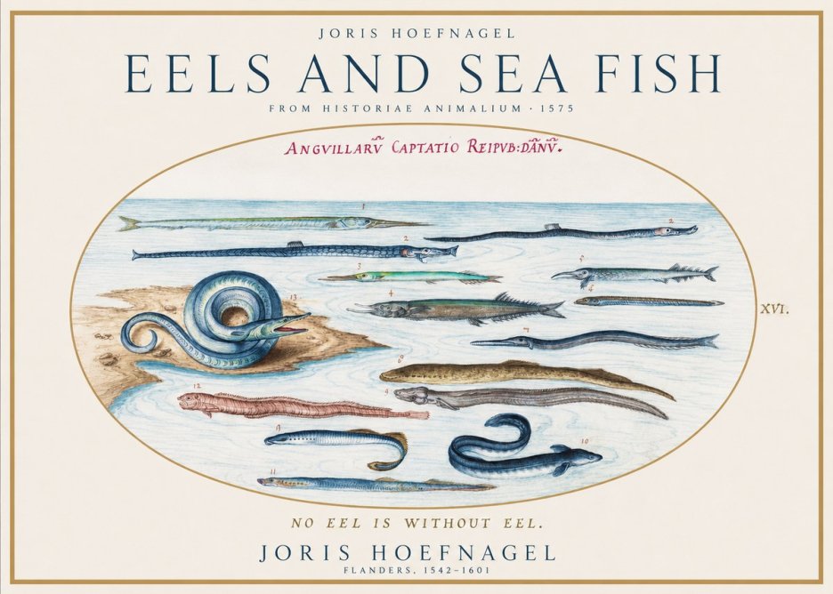 Joris Hoefnagel Eels and Sea Fish No1 - Póster