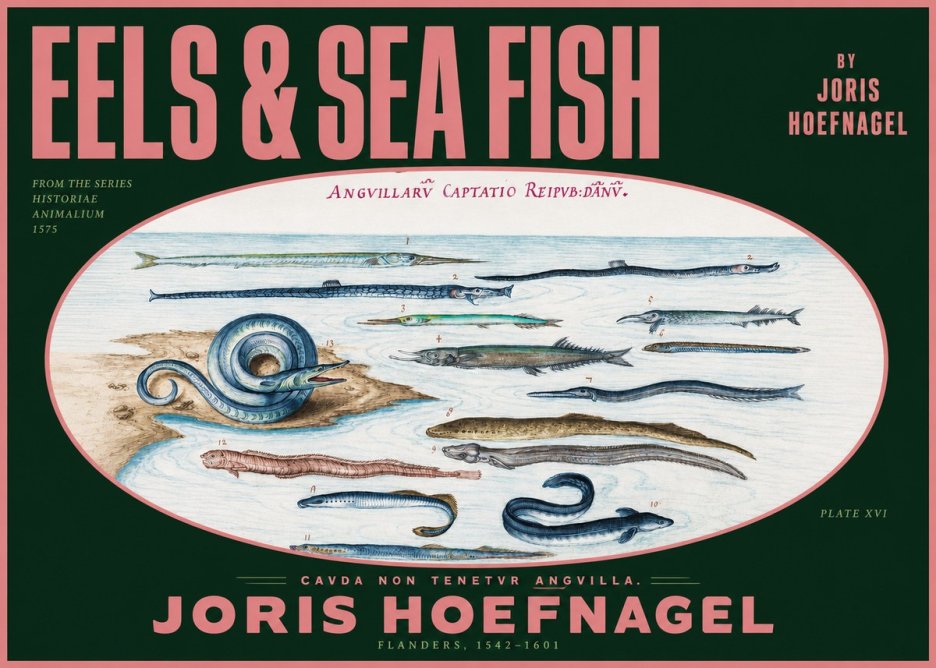 Joris Hoefnagel Eels and Sea Fish No2 - Póster