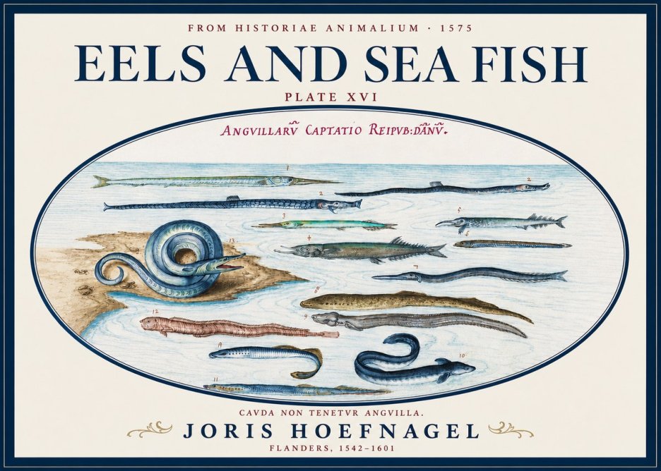 Joris Hoefnagel Eels and Sea Fish No3 - Póster