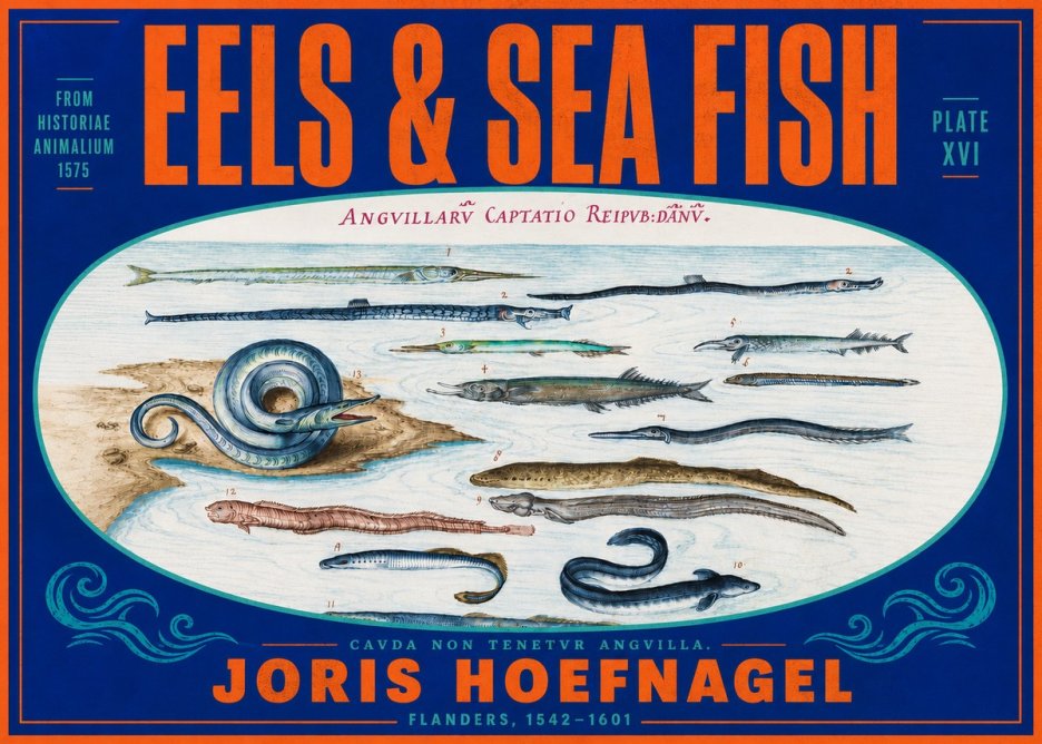 Joris Hoefnagel Eels and Sea Fish No4 - Póster