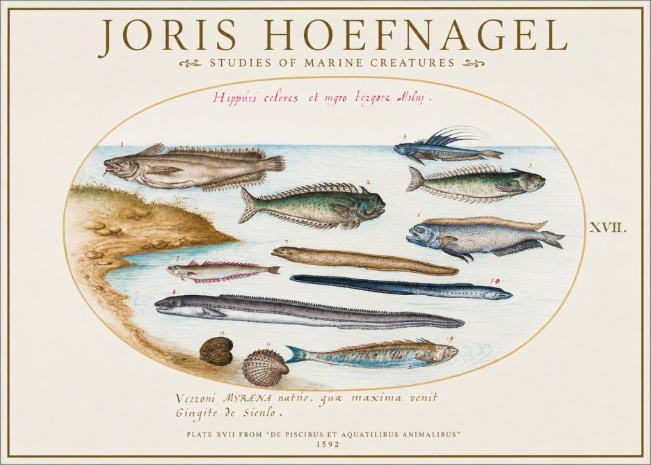 Joris Hoefnagel Plate Xvii from "De Piscibus Et Aquatilibus Animalibus" No1 - Póster