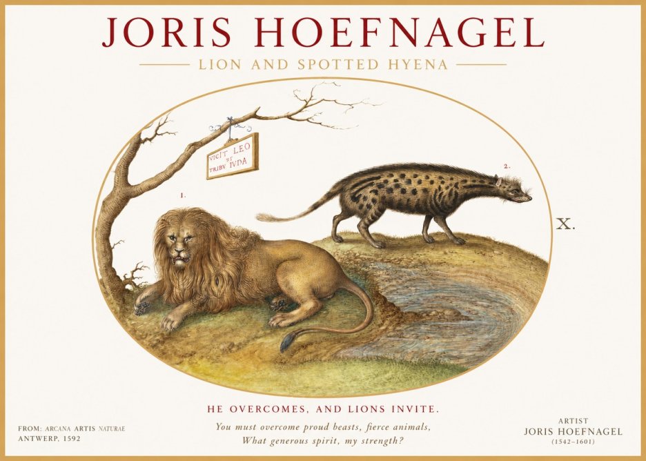Joris Hoefnagel Lion and Spotted Hyena No1 - Póster