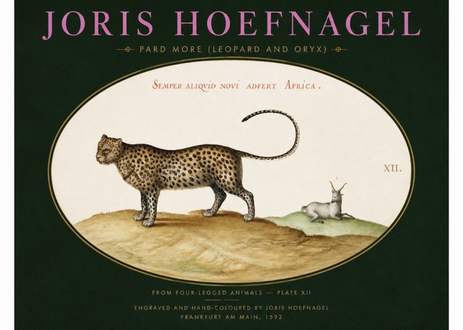 Joris Hoefnagel Pard More (Leopard and Oryx) No2 - Póster