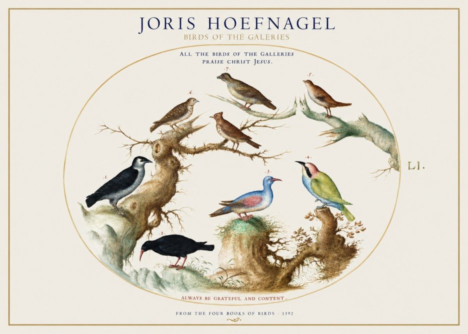 Joris Hoefnagel Birds of the Galeries No1 - Póster