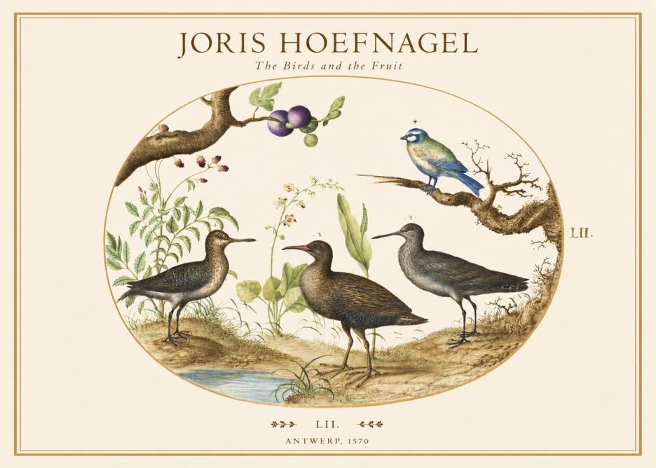 Joris Hoefnagel The Birds and the Fruit No1 - Póster