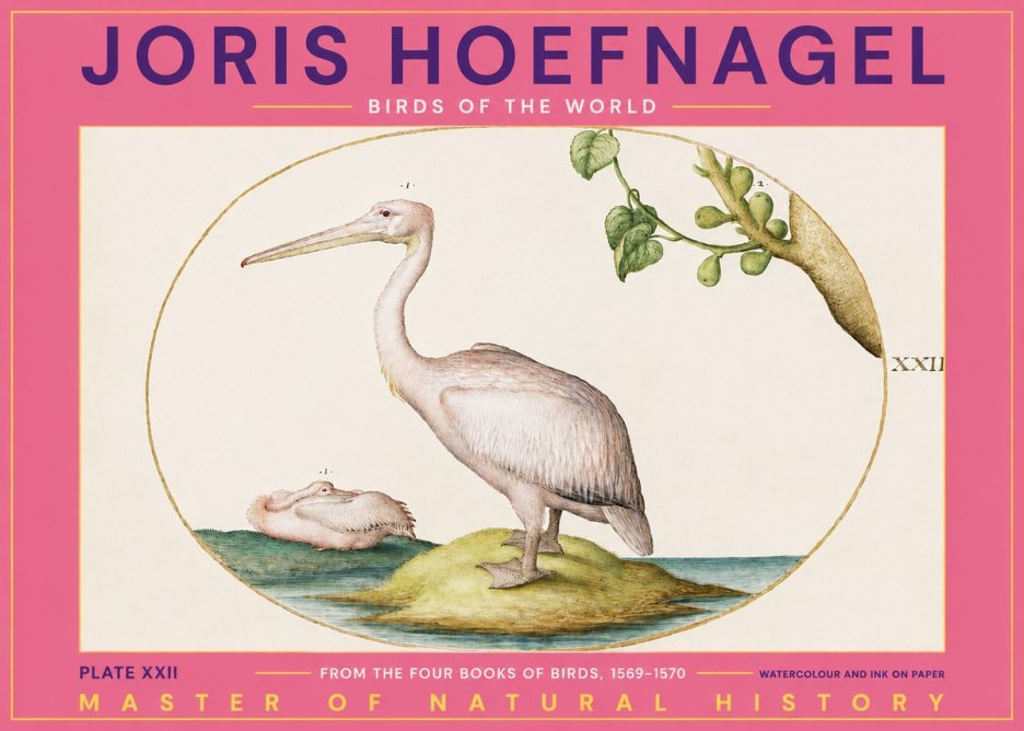 Joris Hoefnagel Plate Xxii No2 - Póster