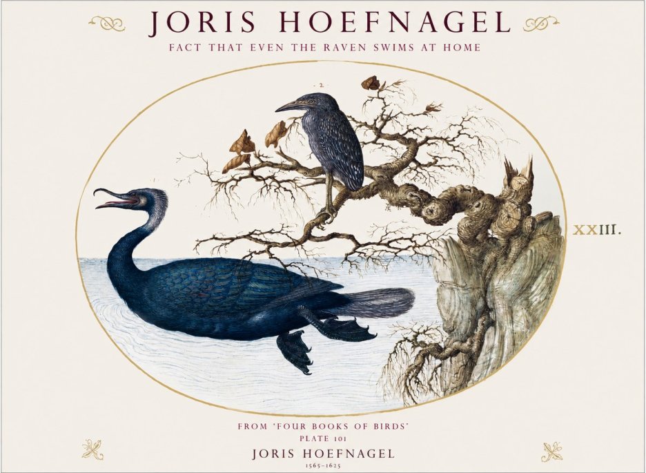 Joris Hoefnagel Fact That Even the Raven Swims at Home No1 - Póster