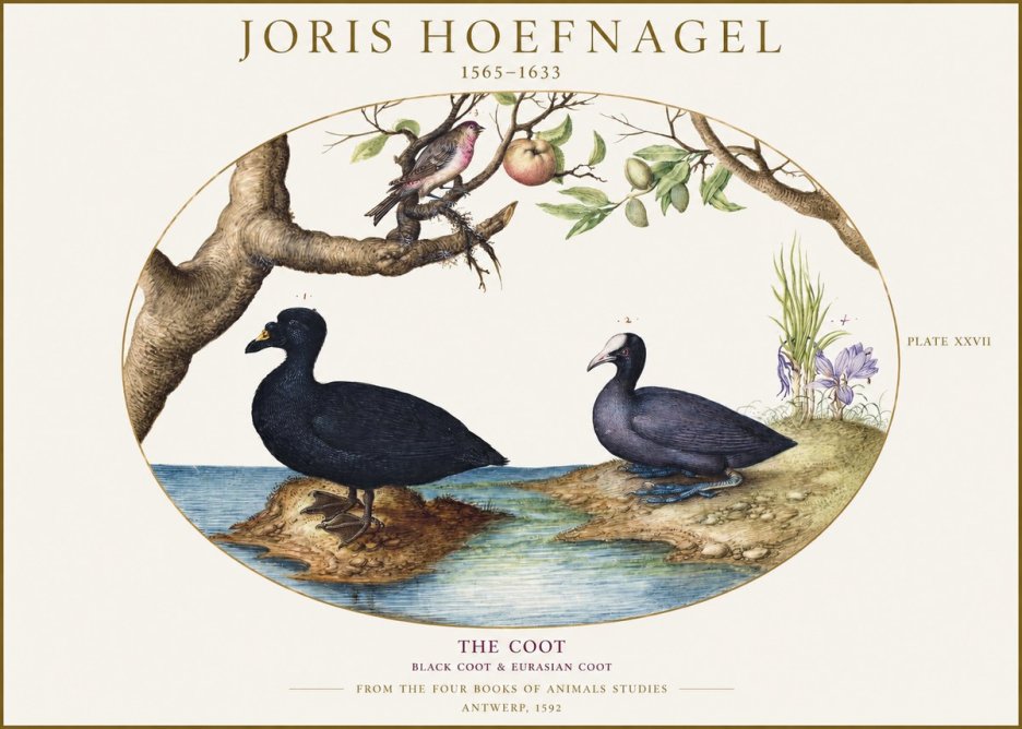Joris Hoefnagel The Coot No1 - Póster
