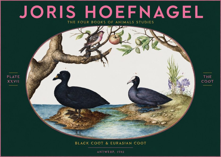 Joris Hoefnagel The Coot No2 - Póster