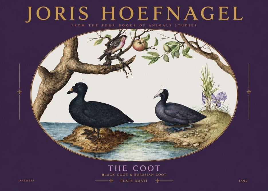 Joris Hoefnagel The Coot No3 - Póster