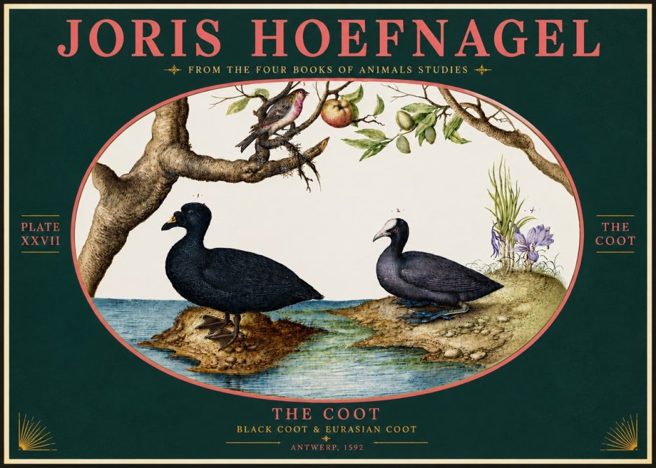 Joris Hoefnagel The Coot No4 - Póster