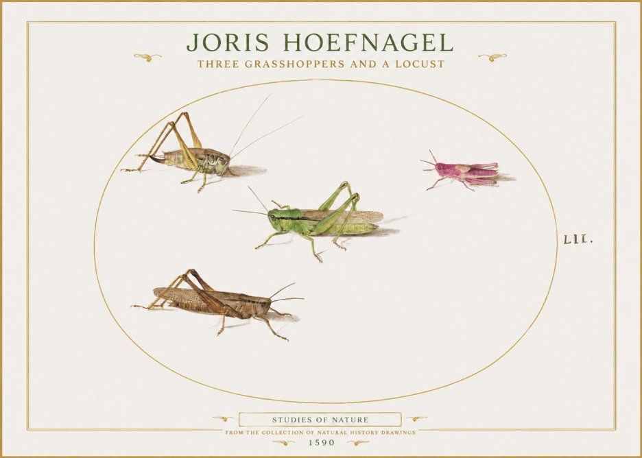 Joris Hoefnagel Three Grasshoppers and a Locust No1 - Póster