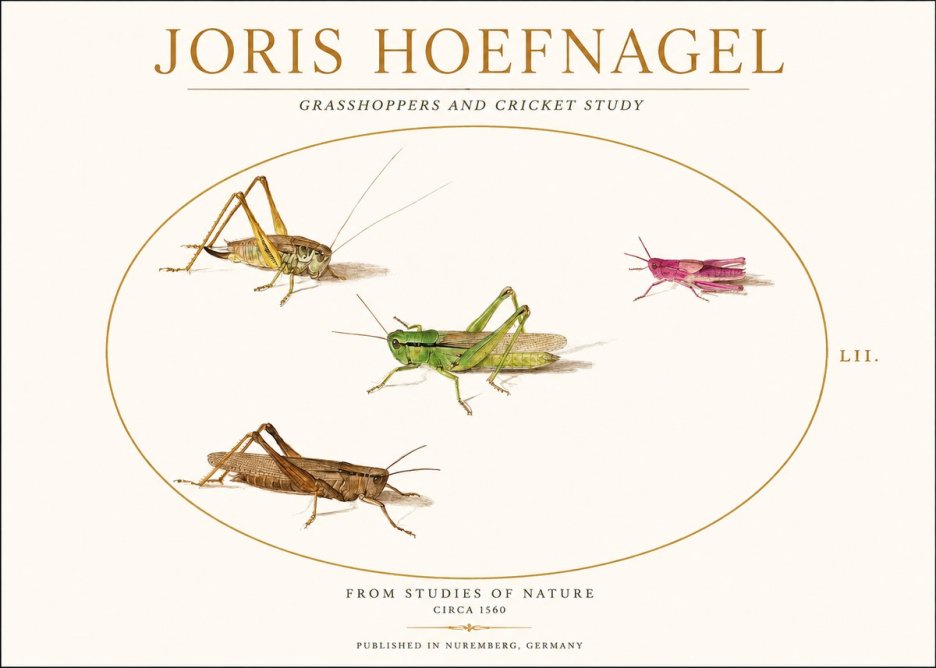 Joris Hoefnagel Three Grasshoppers and a Locust No2 - Póster