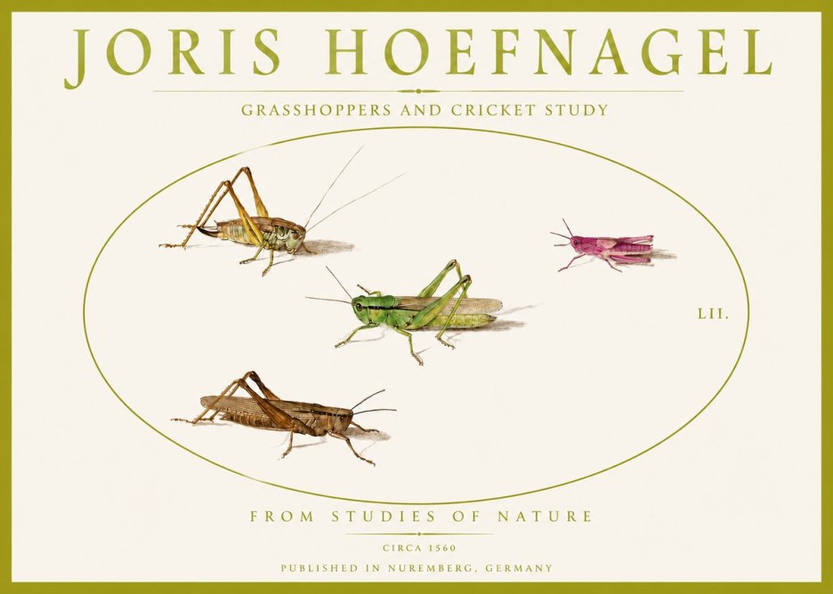 Joris Hoefnagel Three Grasshoppers and a Locust No5 - Póster