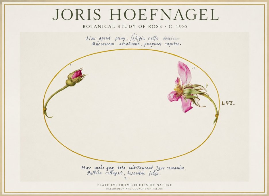 Joris Hoefnagel Botanical Study of Rose No1 - Póster