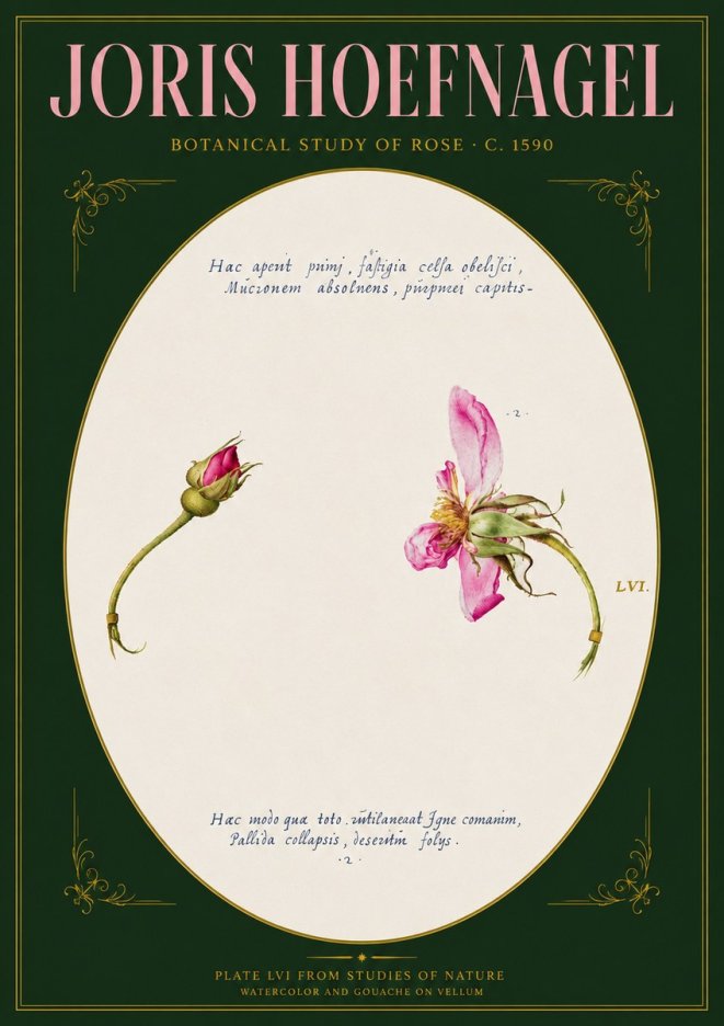 Joris Hoefnagel Botanical Study of Rose No3 - Póster
