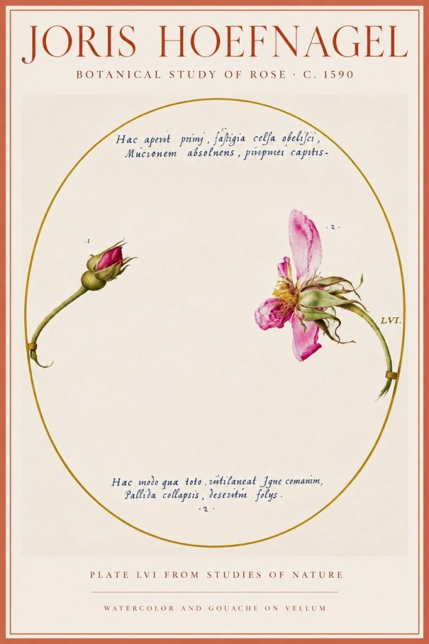 Joris Hoefnagel Botanical Study of Rose No5 - Póster