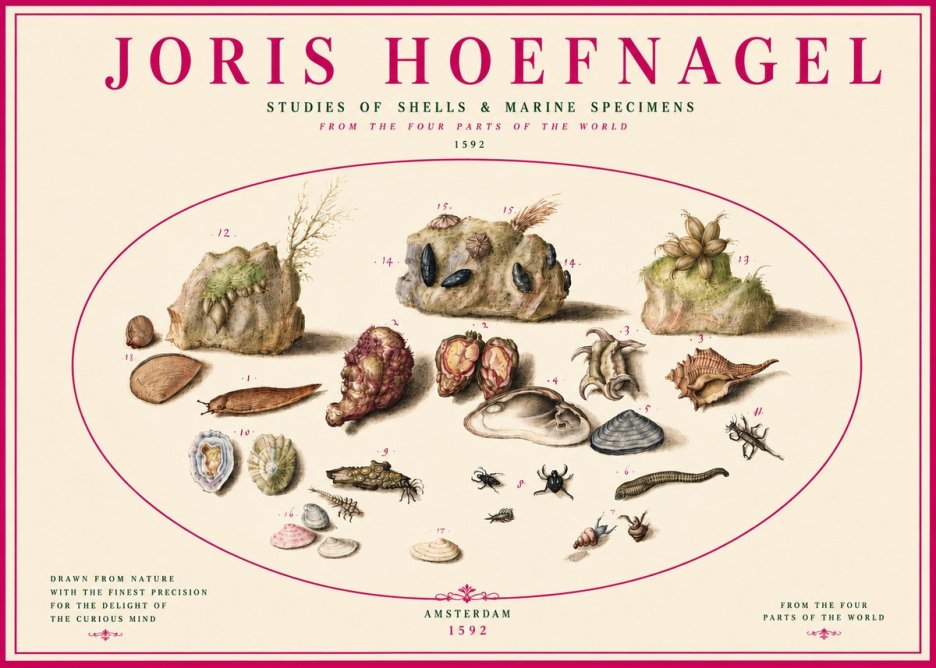 Joris Hoefnagel Studies of Shells & Marine Specimens No3 - Póster