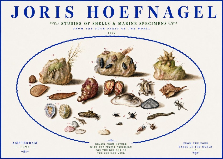 Joris Hoefnagel Studies of Shells & Marine Specimens No5 - Póster