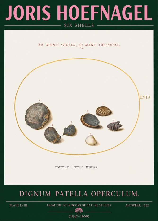Joris Hoefnagel Six Shells No2 - Póster
