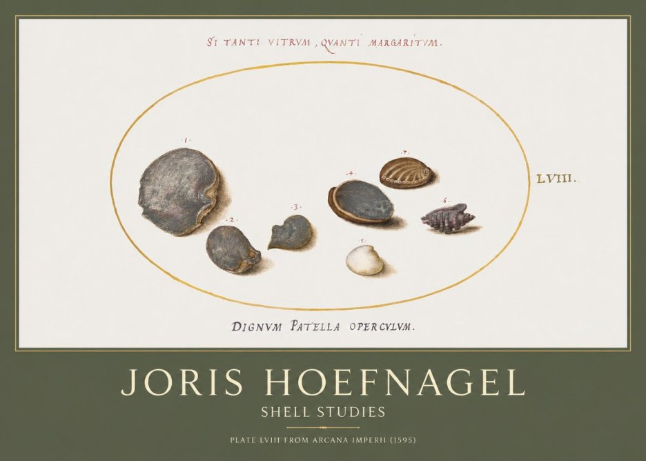 Joris Hoefnagel Six Shells No5 - Póster