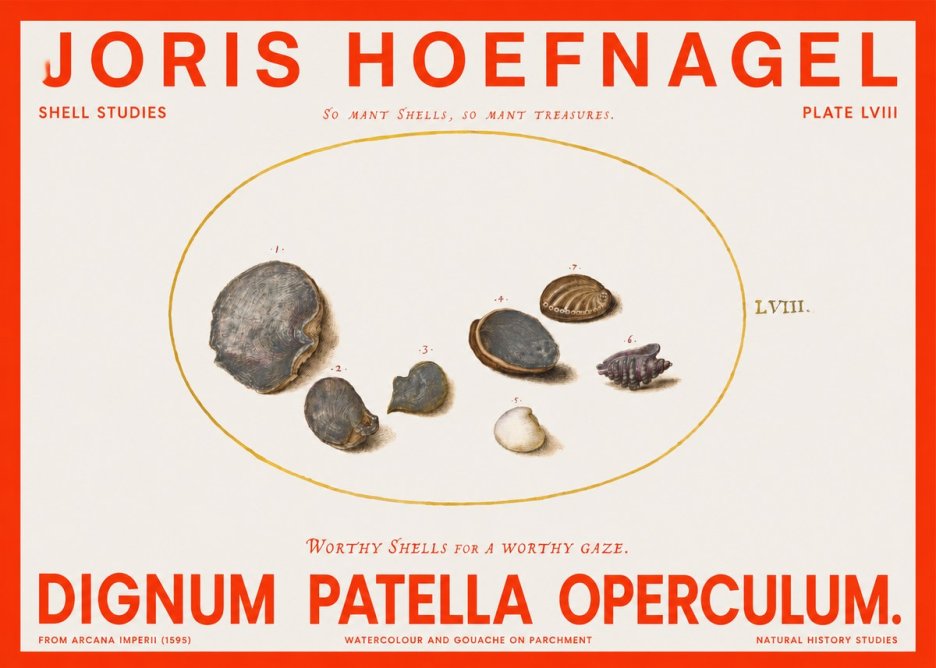 Joris Hoefnagel Six Shells No6 - Póster