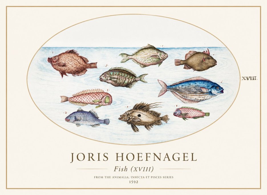 Joris Hoefnagel Studies of Fish I No2 - Póster