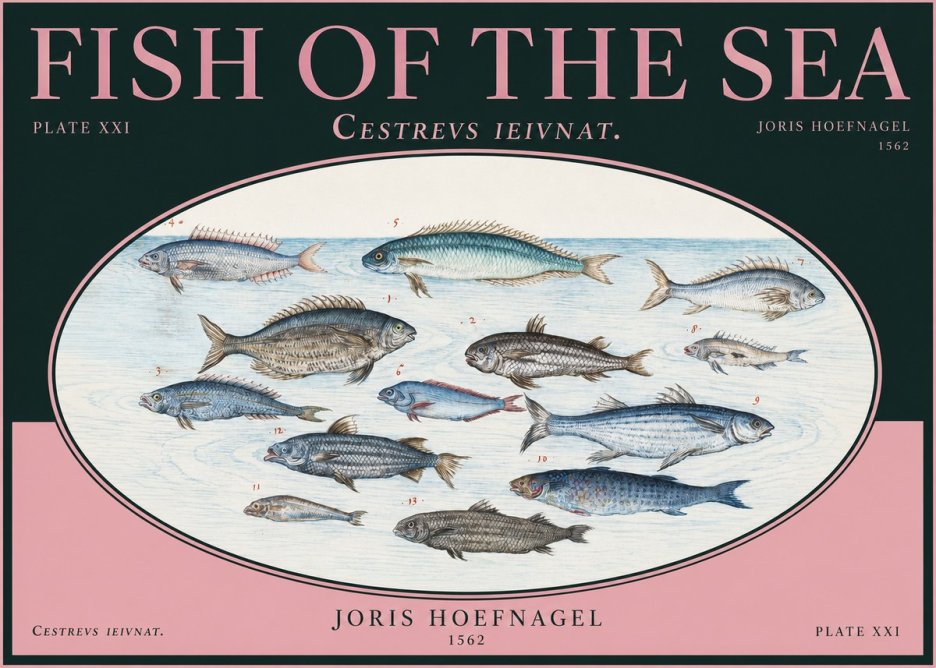 Joris Hoefnagel Fish of the Sea - Cestrevs Ieivnat. Plate Xxi No2 - Póster