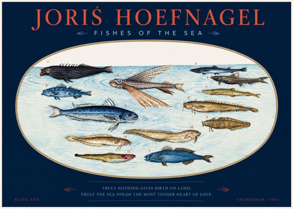 Joris Hoefnagel Fishes of the Sea I No2 - Póster