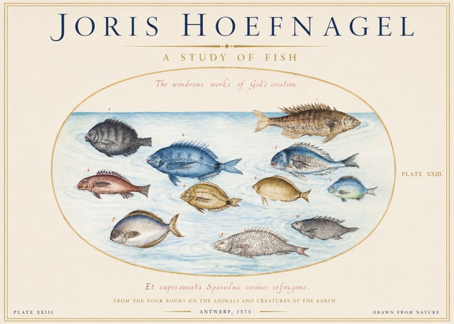 Joris Hoefnagel A Study of Fish No1 - Póster